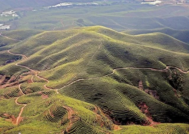 古六大茶山,就西双版纳来说, 澜沧江以北的以易武为中心的地区称为"江