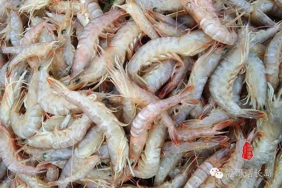 鹰爪虾,当年与渤海湾大对虾同属经济鱼类,有一定的量产,是长岛特产