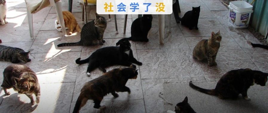 全网最全 养猫劝退指南 想养猫的速来 社会学了没 二十次幂