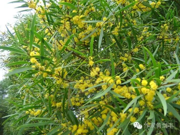 这种开黄花的相思树在我老家后山也种了一些,叶子细长,晒干之后可以