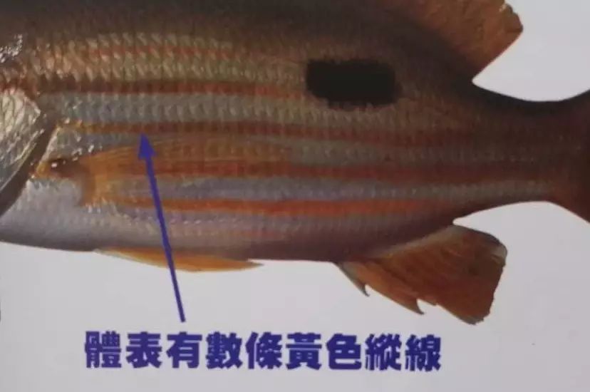 【深海识鱼】火斑笛鲷