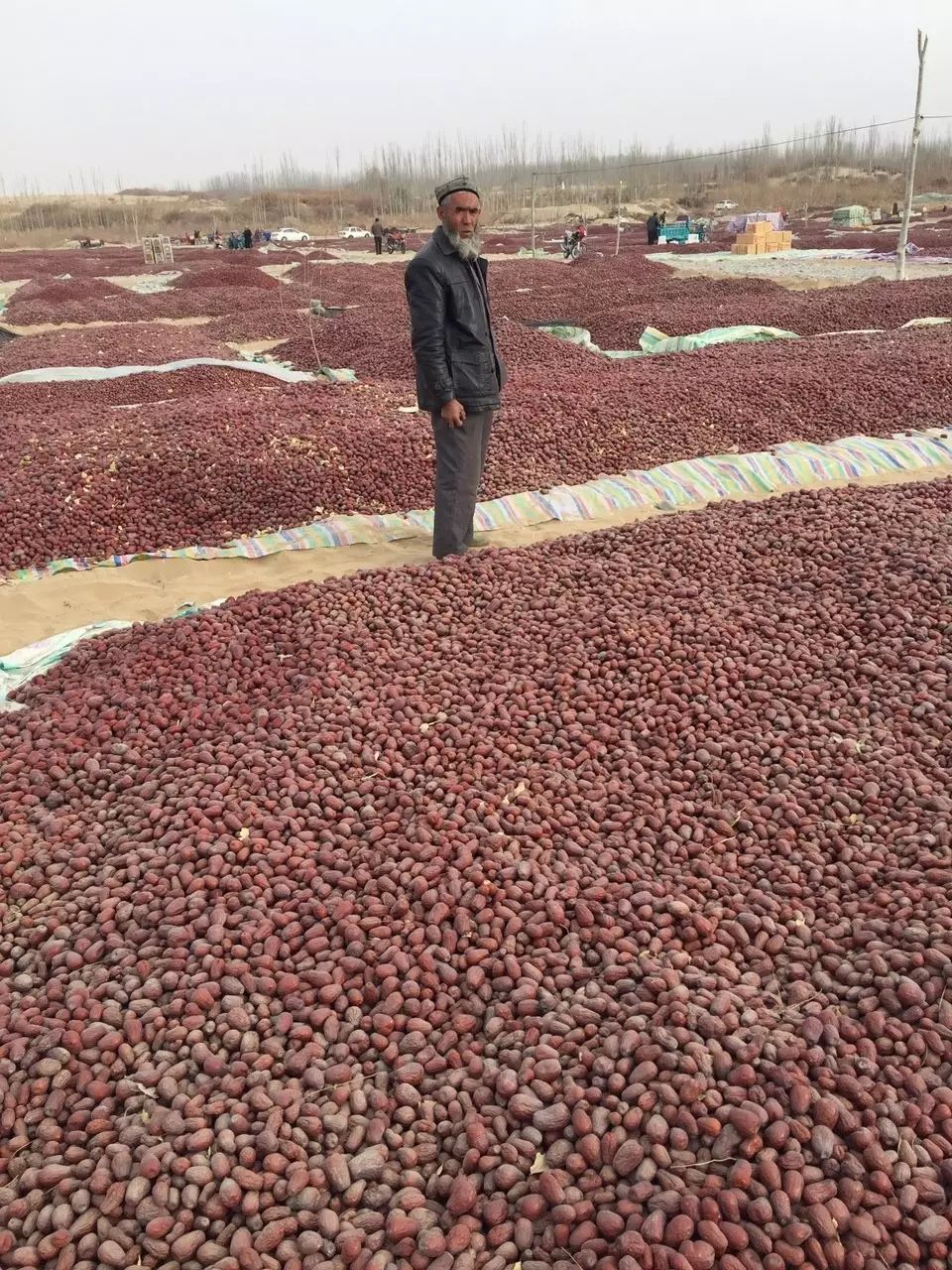 舌尖上的新疆之皮山红枣—新疆最好的红枣