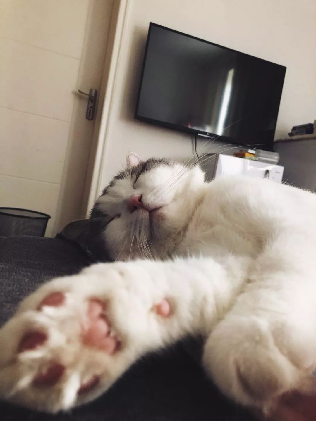 文/范师傅 这得先从猫的来路说起 咱们中国,本来是没有猫这种东西的。我们有狸,有狐,有狸猫,但是没有真正意义上的猫。 咱们国家的猫,是汉朝的时候,张骞出使西域带回来的。 例证就是作为传统的纪年法,十二生肖里,就没有猫的份。 据说最早的时候,一只老猫在神庙门口晒太阳睡懒觉,神庙里面的神仙出来看到了它。 神仙就问这只老猫:你除了睡觉还会什么啊? 老猫眯着眼看了看,回答说:我会数数。 神仙问:你能数到多少? 古埃及的猫崇拜 老猫回答:我也不知道,总之挺多的,不信你看,1、2、3、4、5、6、78