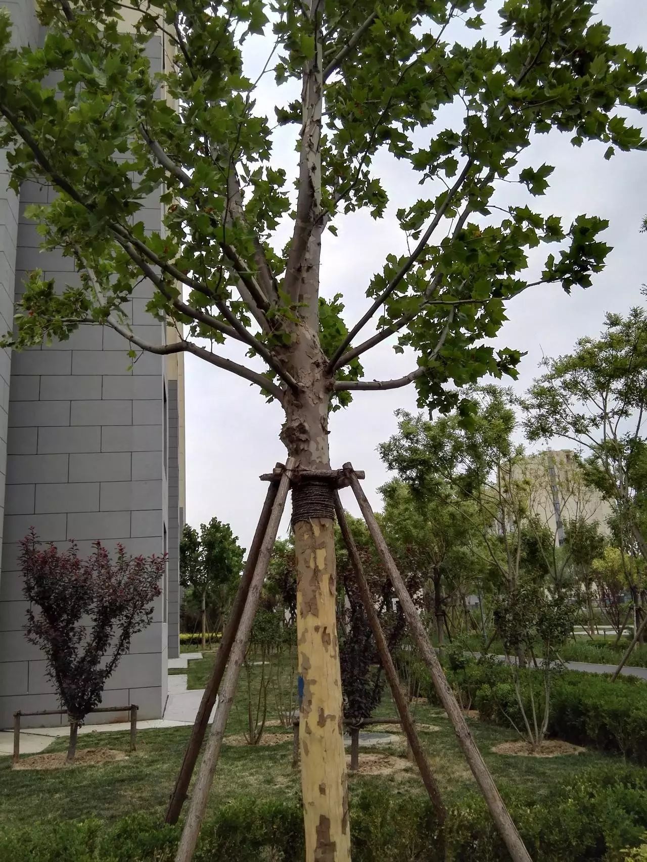 小区常见植物图鉴之乔木篇