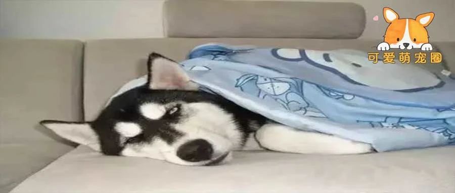 因为太冷，这只狗狗赖床睡了13个小时.......网友：这已经不是狗了