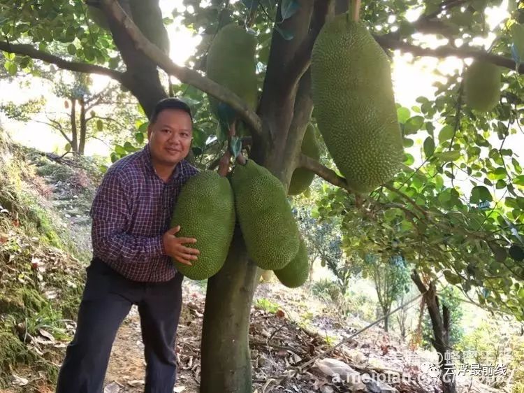 菠萝蜜甜蜜蜜,原来云浮藏着一个树菠萝果园!