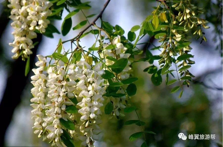 春暖花开吃槐花,八种做法任你选