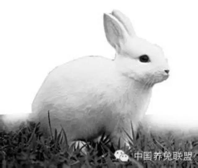 农村养兔发展新闻