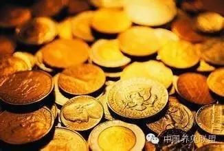 獭兔养殖能手张磊养兔年入20万的致富史