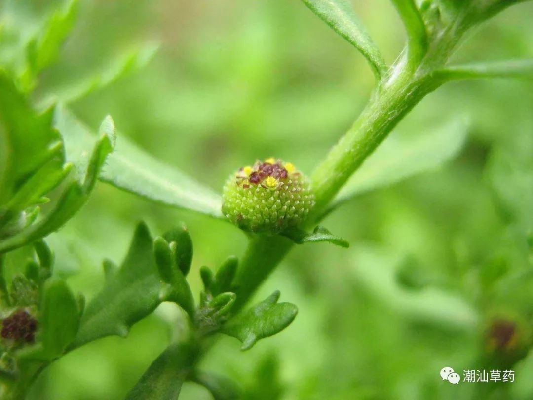 [转载]【潮汕草药】鹅不食草