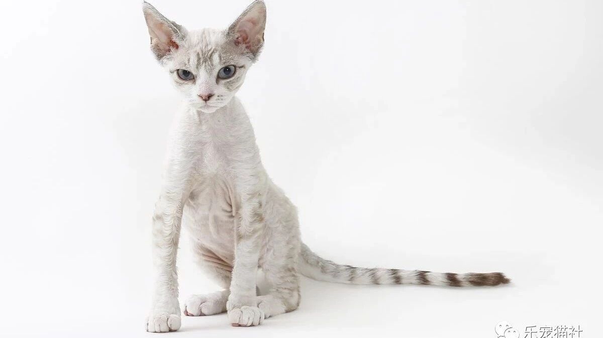 它 是猫界的小妖精 电影 E T 角色构造之源 适合对猫毛过敏的家庭 也是世界公认卧室猫之一哦 乐宠猫社