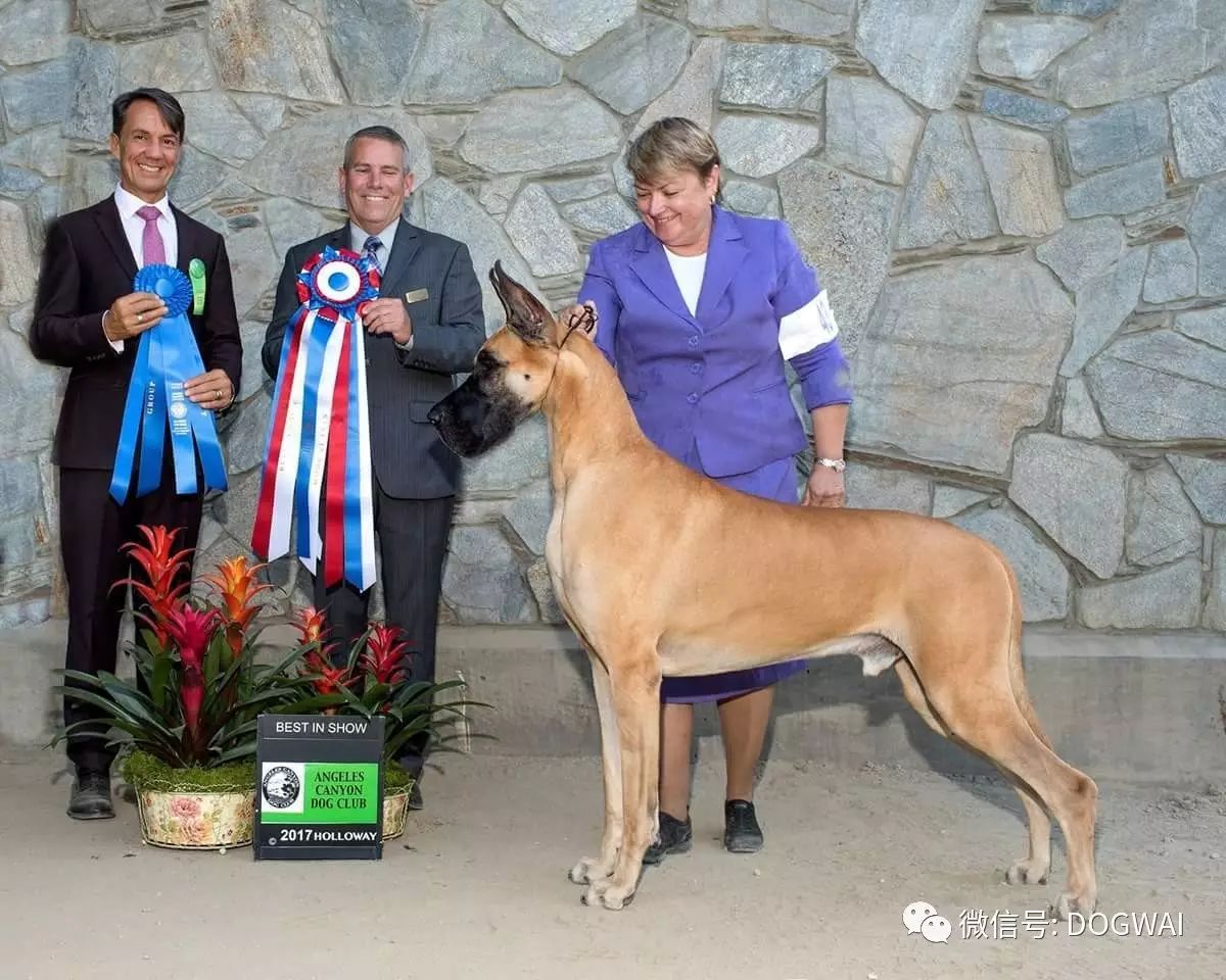 英国赛特犬,戈登赛特犬 fayestrauss:布列塔尼,斯皮诺犬 猎犬组