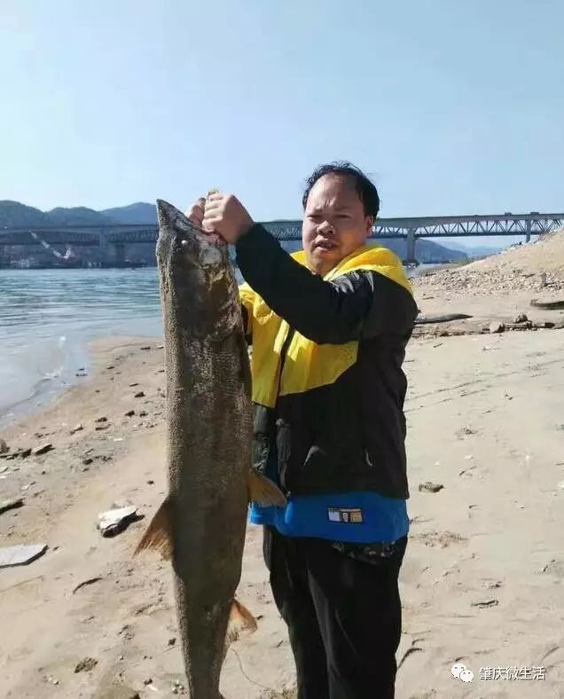 西江边惊现1米多长的尖头凶猛大鱼,身呈金黄!