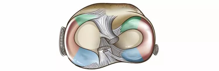 【半月板】一文轻松看懂半月板的解剖与临床