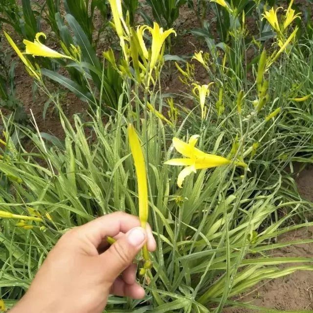 产地食材 | 那些住在窑洞里的人所种植的黄花菜