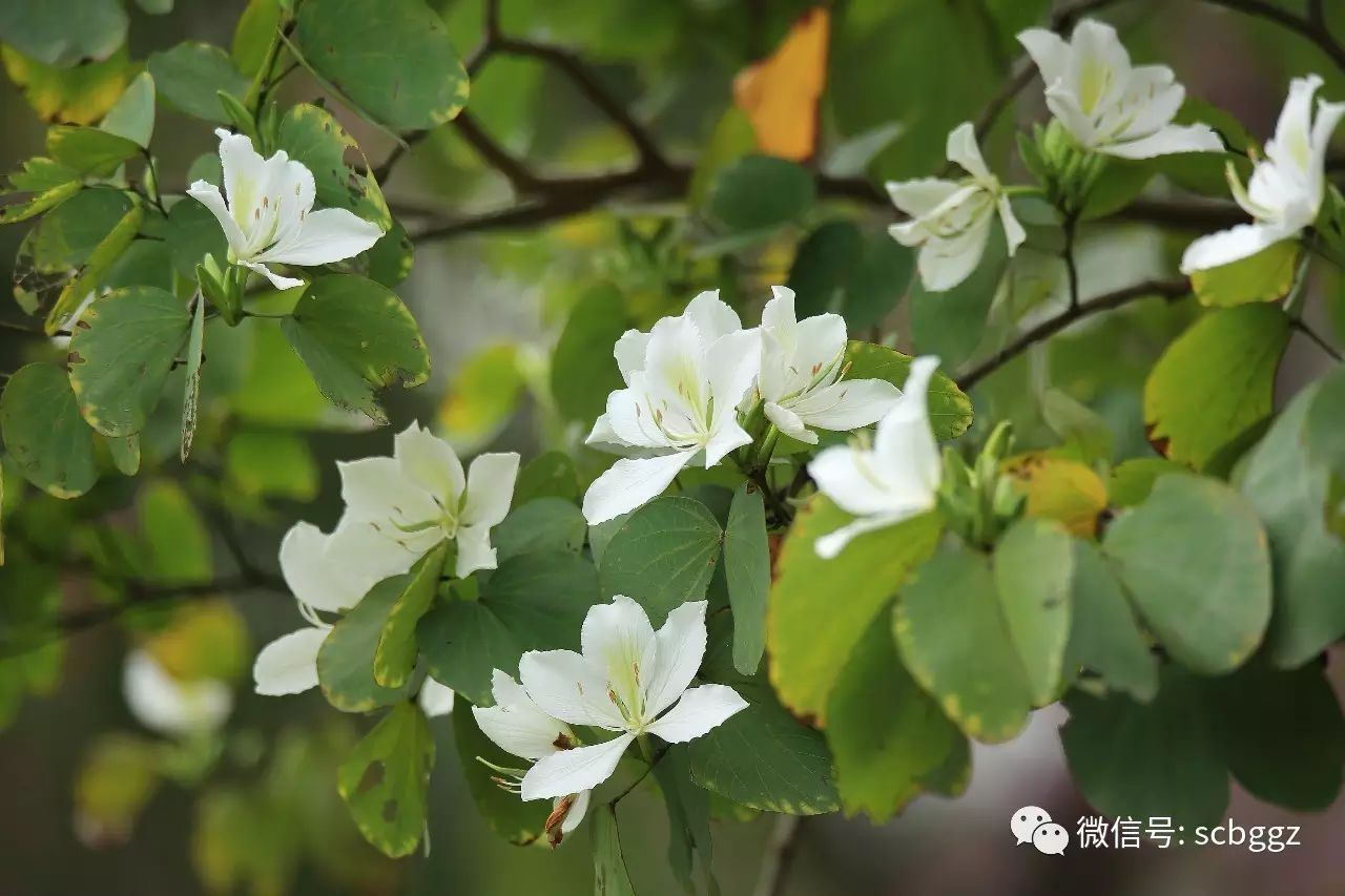 宫粉羊蹄甲 白花羊蹄甲( bauhinia acuminata),豆科羊蹄甲属乔木或