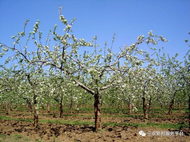 冬夏结合法冬季对强枝进行短截,夏季对生长旺盛期的苹果树进行合理的