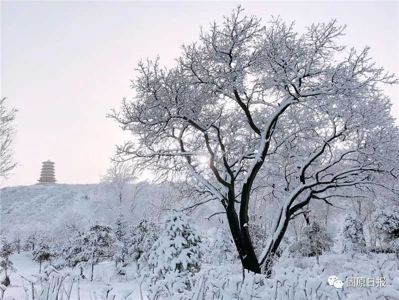 一觉醒来,一场春雪美了固原城