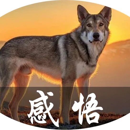 狼再坏，蛇再冷，都不如人心狠！