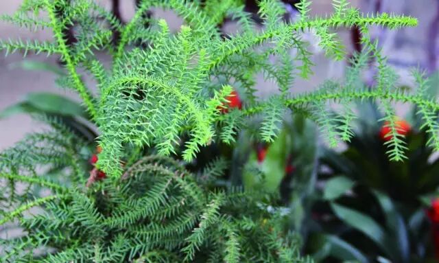 乐昌含笑是常绿还是落叶_含笑是落叶还是常绿_落叶常绿比