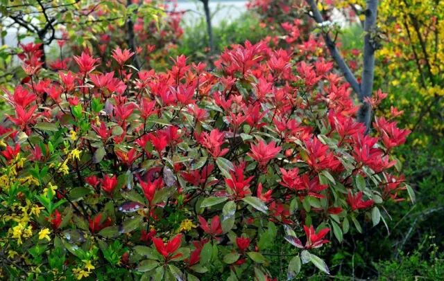 落叶常绿比_乐昌含笑是常绿还是落叶_含笑是落叶还是常绿