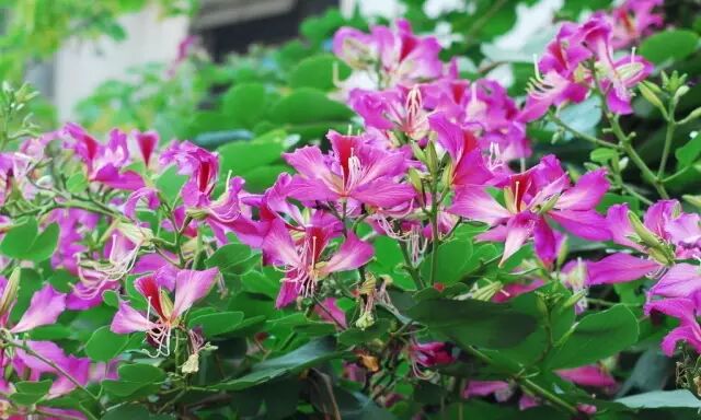 含笑是落叶还是常绿_乐昌含笑是常绿还是落叶_落叶常绿比