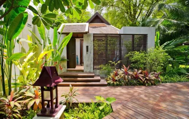 乐昌含笑是常绿还是落叶_落叶常绿比_含笑是落叶还是常绿