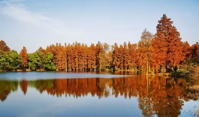 落叶常绿比_乐昌含笑是常绿还是落叶_含笑是落叶还是常绿