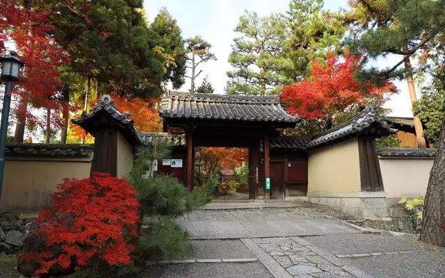 乐昌含笑是常绿还是落叶_含笑是落叶还是常绿_落叶常绿比