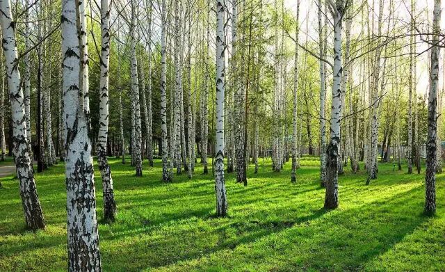 乐昌含笑是常绿还是落叶_含笑是落叶还是常绿_落叶常绿比