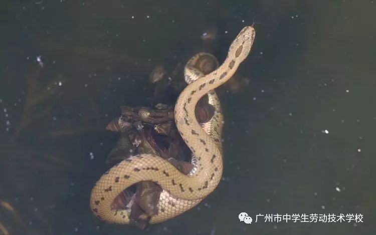 金边中国水蛇