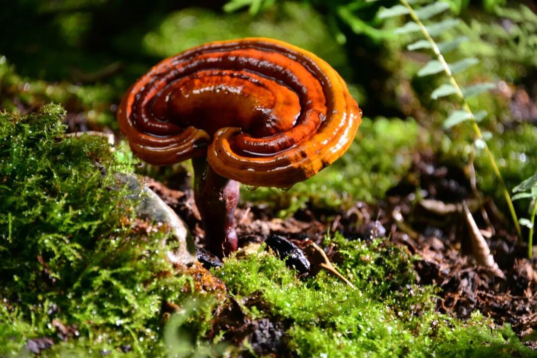夏天这样煲灵芝靓汤，全家大小都超爱喝的！