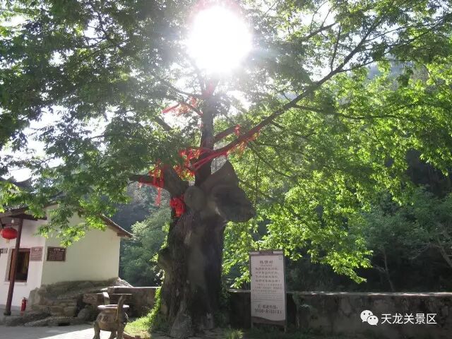 惊喜！惊喜！惊喜！潜山县天龙关景区首届七彩风车展震撼来袭！(图31)