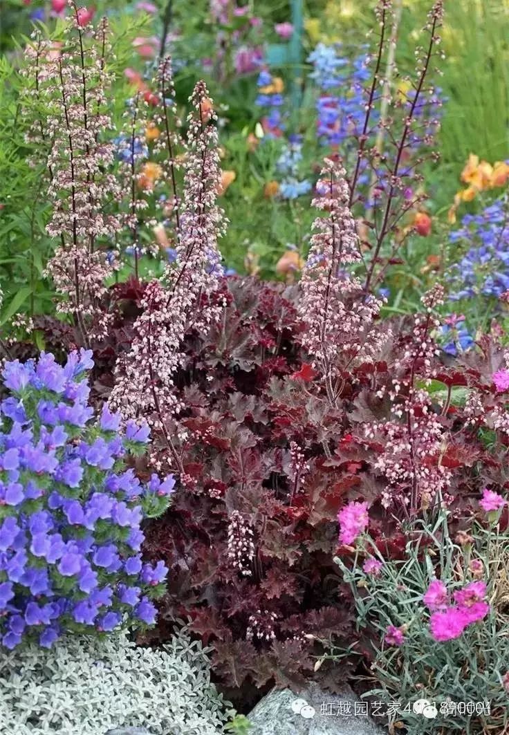 宿根花卉——矾根(适合北方庭院的植物)