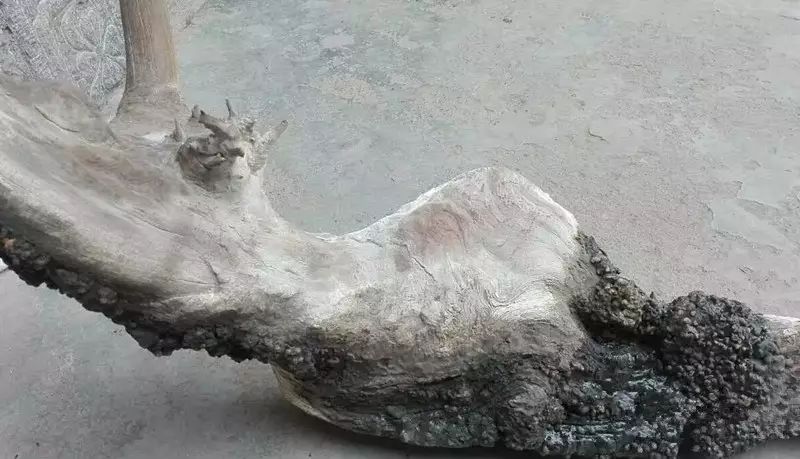 这叫五灵脂,有很高的药用价值,能活血化瘀,对治疗蛇虫咬伤有很好的