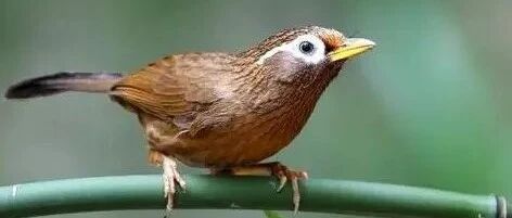 【心韵家园】朱海明||谈诗论典说画眉