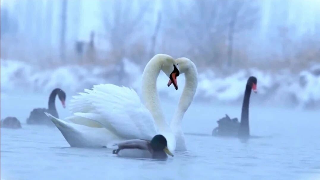 收录于合集⭐世界名曲《天鹅》，国家大剧院八重奏，献给朋友们！