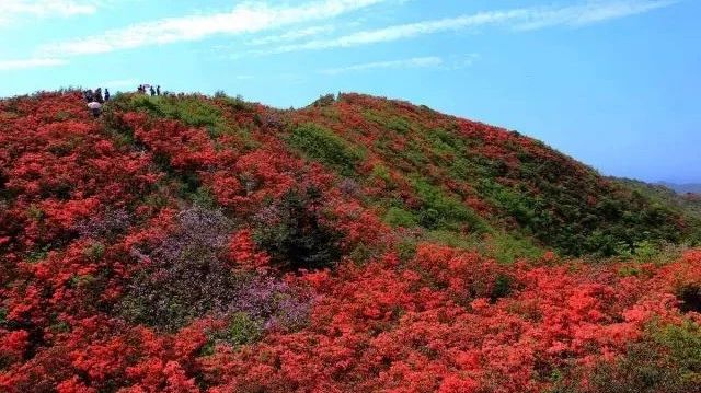 紧急召集4月28-29号贵州龙泉山杜鹃花事,万顷花潮,蚩尤故里,丹寨小镇活动(220元)