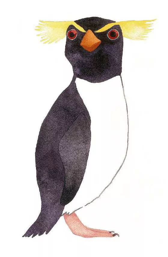 snarespenguin, fiordland crested penguin / snares penguin