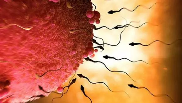 【集萃】科学家:不需卵子精子也能造婴儿;中国游客在德国可支付宝手机