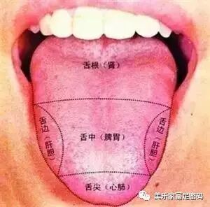舌尖是心肺的反射区,舌中是脾胃反射区,舌根是肾反射区,舌两侧则是