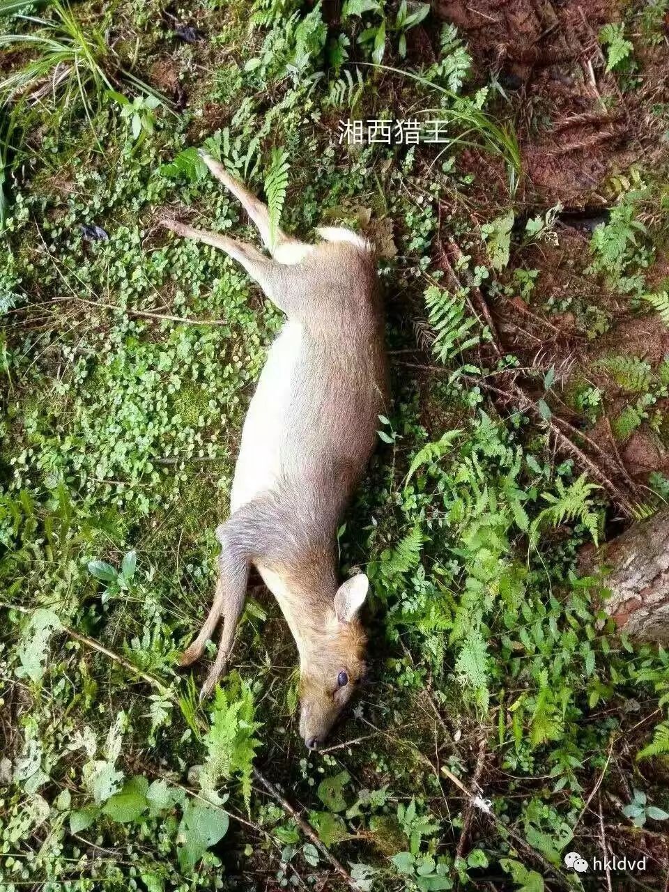 新款捕野猪药捕鸟药捕麂子药捕野兔药