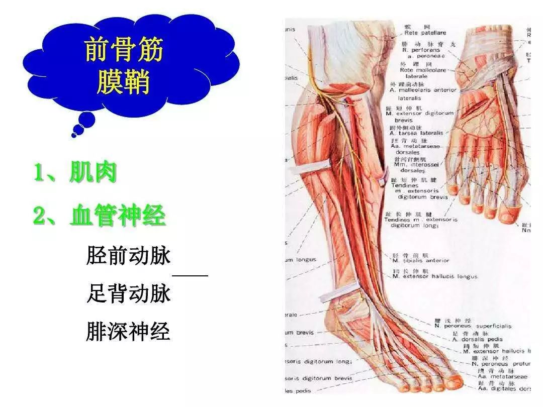 【干货】下肢神经的组成和走形汇总