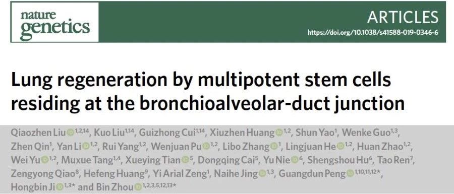 前沿进展 | 周斌、季红斌、彭广敦研究组合作发现肺多能干细胞参与肺脏再生