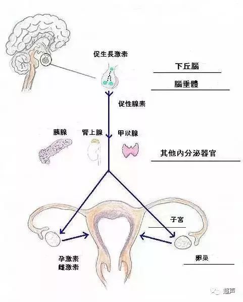 女性有两个卵巢,为何每月只有一侧在排卵?