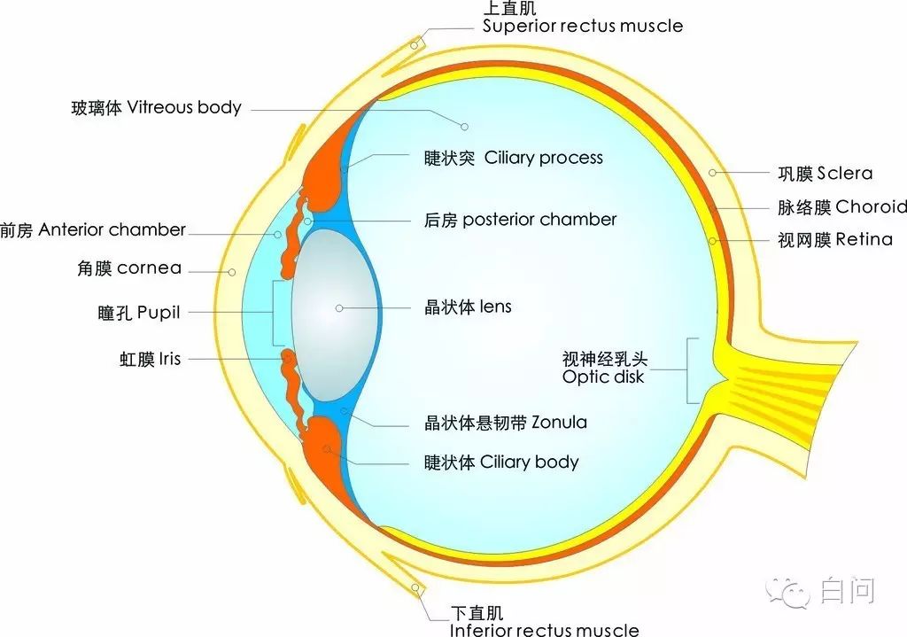 人的眼睛结构由巩膜,虹膜,瞳孔晶状体,视网膜等部分组成.