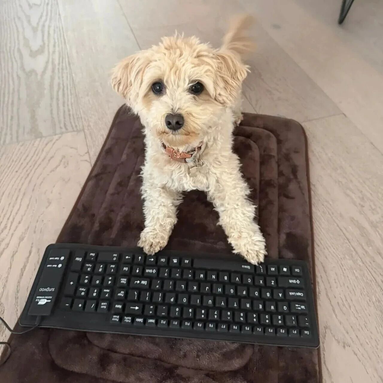 被Meta裁员后，他教会了狗写代码