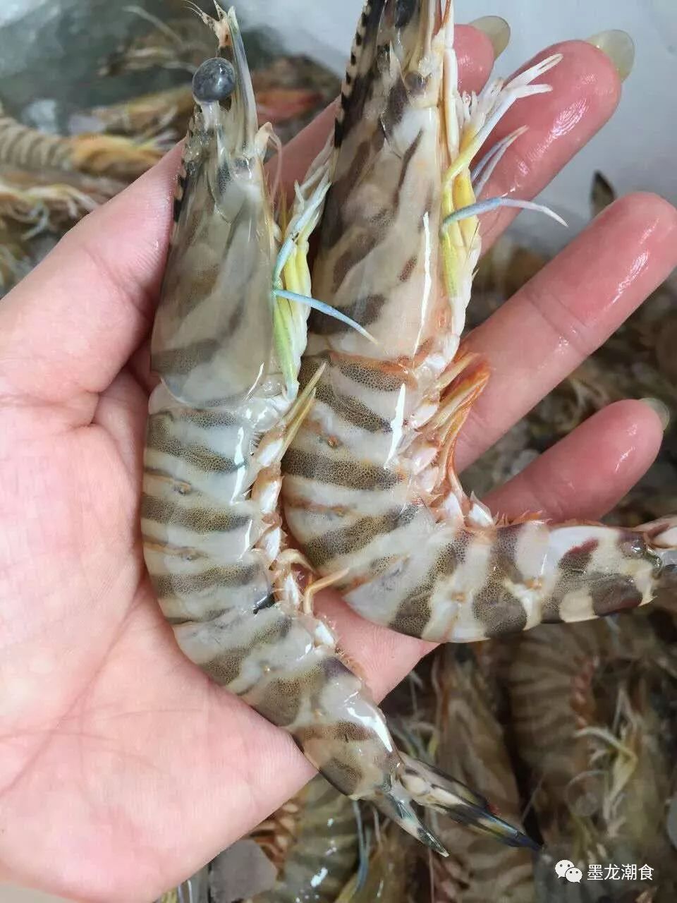 甲子港~常见海虾种类