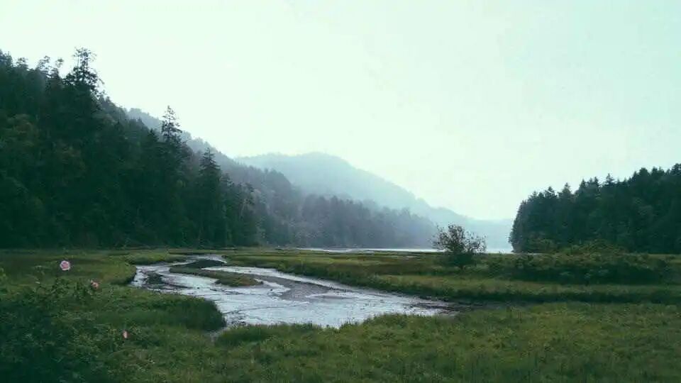 配图·松林晨光