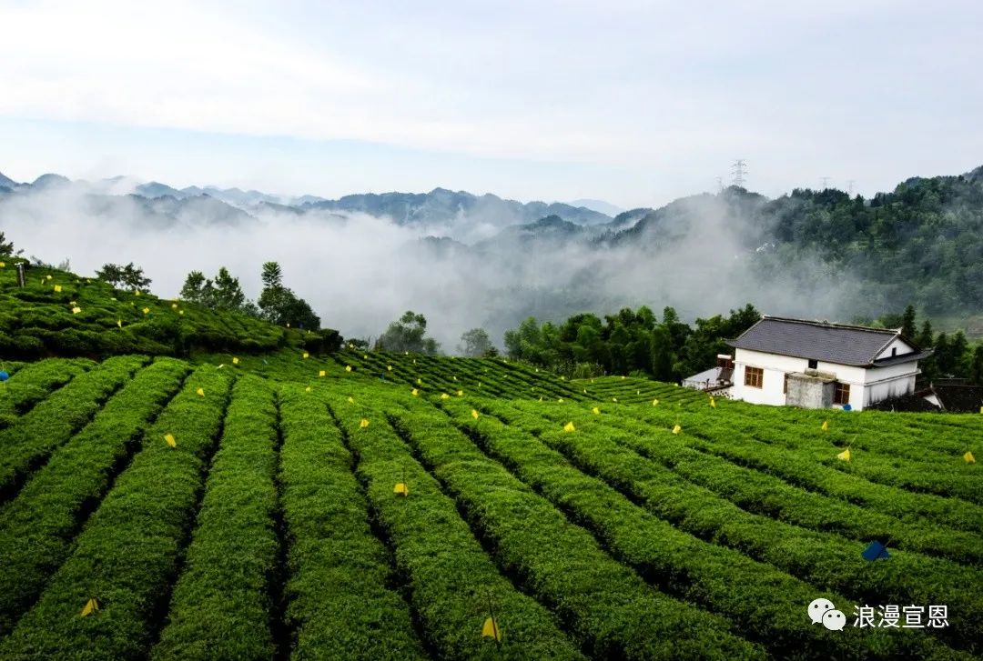 伍家台村还是国际魅力茶乡,全国文明村,中国少数民族特色村寨,全国